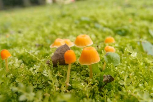 Rickenella fibula(絲狀里肯菇) Rickenella fibula(絲狀里肯菇)