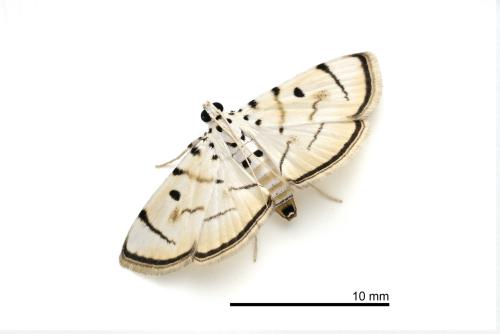 Pycnarmon marginalis Pycnarmon marginalis