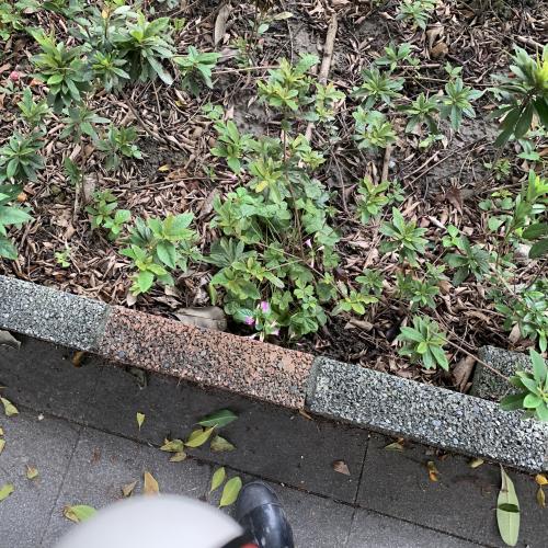 紅花酢漿草 (紫花酢漿草)
