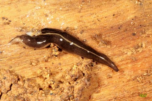 海濱的陸生渦蟲 Geoplanidae (北海岸) 海濱的陸生渦蟲 Geoplanidae (北海岸)