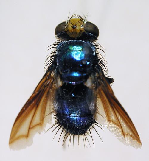 Silbomyia honeana dorsal Silbomyia honeana dorsal