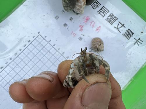 皺紋陸寄居蟹 皺紋陸寄居蟹