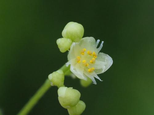 木防己