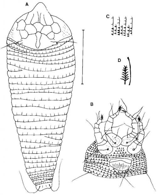 Aculus daibuensis Huang, 2001