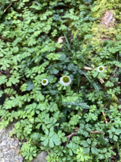 矮菊