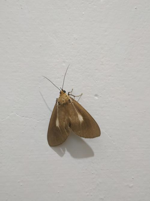 圓端擬燈蛾