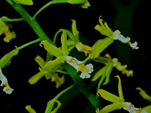 綠花肖頭蕊蘭