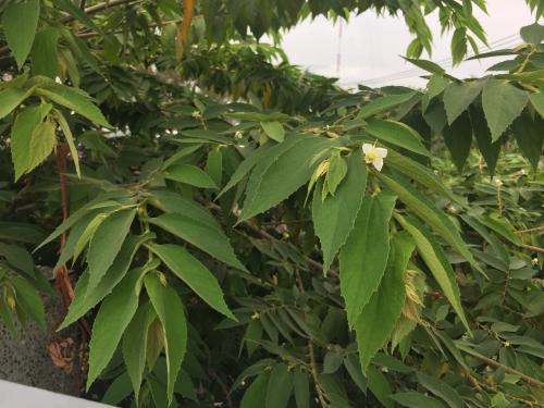 南美假櫻桃 南美假櫻桃