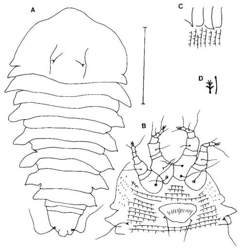Tegonotus eupators Huang, 2001