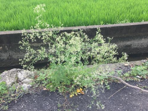 銀膠菊