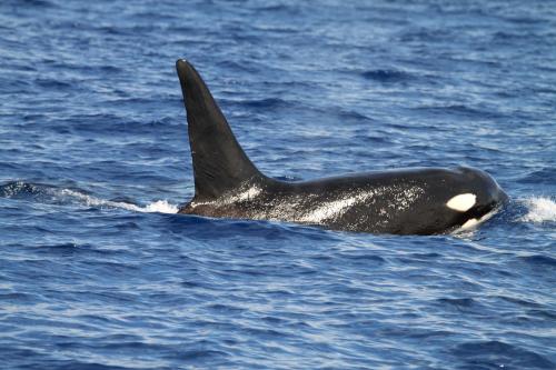 Orcinus orca Linnaeus, 1758