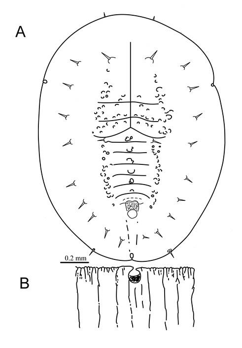 Tuberaleyrodes bobuae  Takahashi, 1934