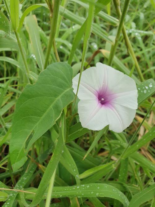蕹菜 蕹菜