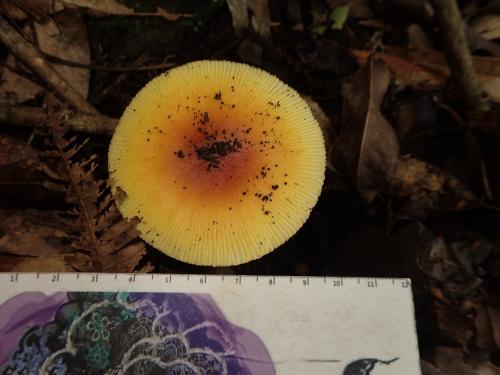 Amanita javanica(爪哇鵝膏)