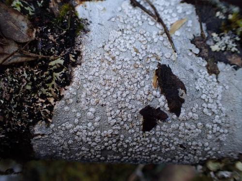 Pertusaria multipuncta(斑點雞皮衣)