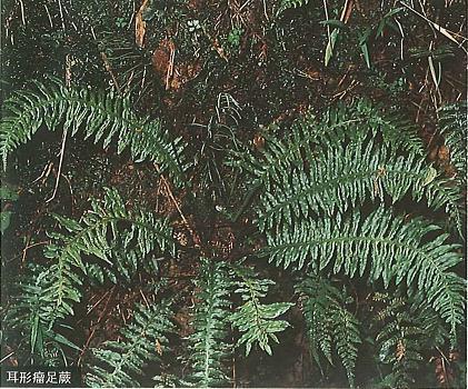 102_耳形瘤足蕨