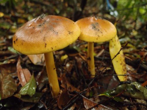 Amanita hemibapha var. ochracea(紅黃鵝膏黃褐變種)