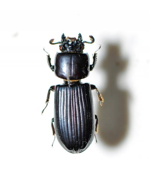 小黑豔蟲 Leptaulax formosanus