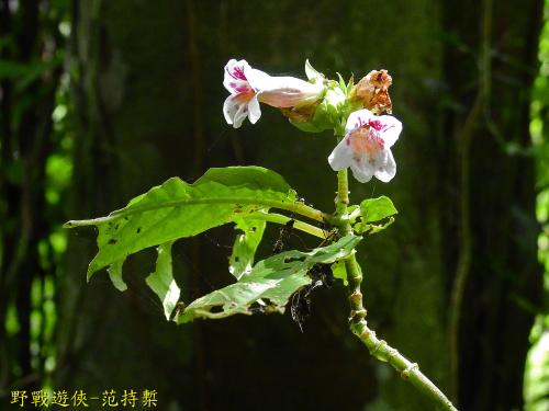 角桐草 角桐草