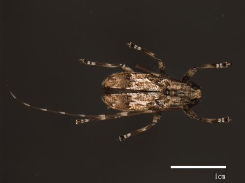 Mesoereis koshunensis koshunensis[恆春大星斑天牛][00080913]