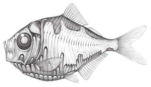 Polyipnus triphanos@Jheng0417 Polyipnus triphanos@Jheng0417