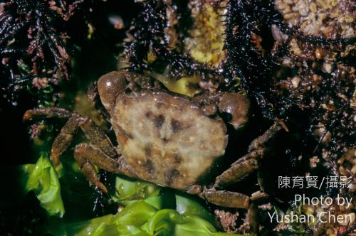 平背蜞 平背蜞