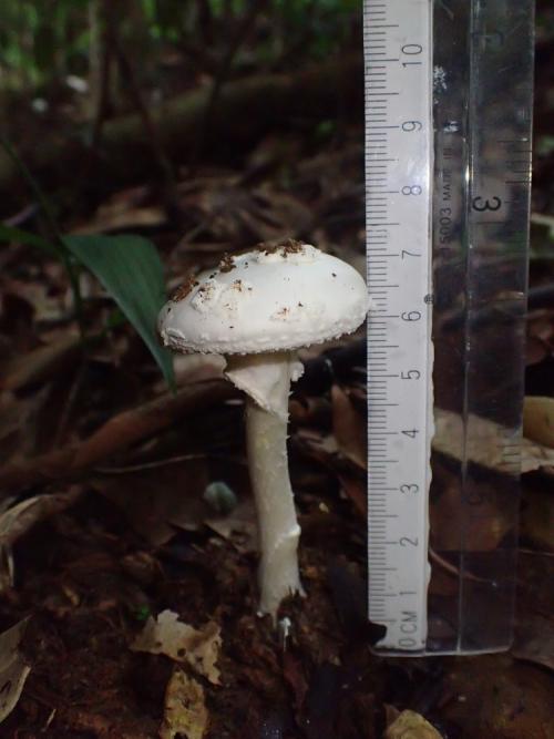 Amanita kotohiraensis(異味鵝膏)