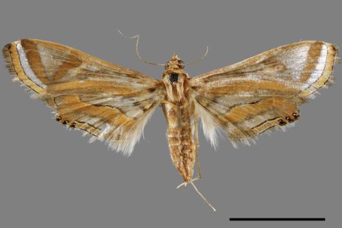Eoophyla gibbosalis[00031833]