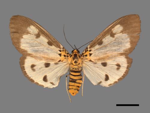 Asota plana lacteata[長斑擬燈蛾][00047525]