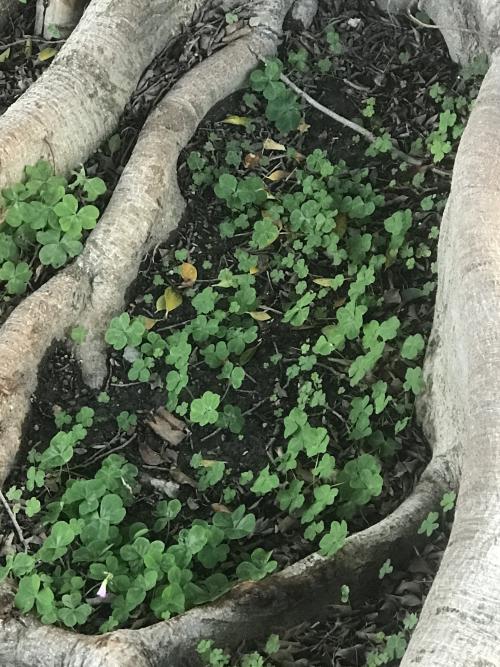 紅花酢漿草 (紫花酢漿草)
