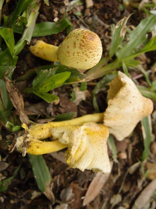 Leucocoprinus brinbaumi(純黃白鬼傘)