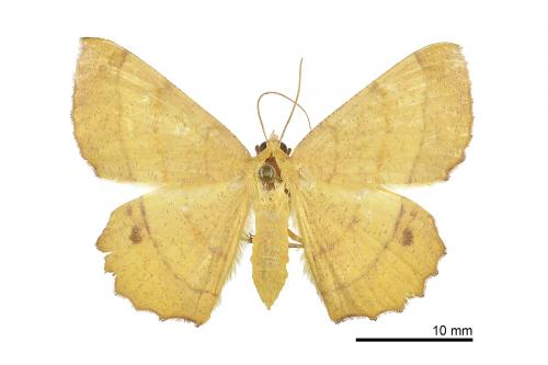 Hyperythra lutea (Stoll, 1787)_female_NMNS2019_03_01