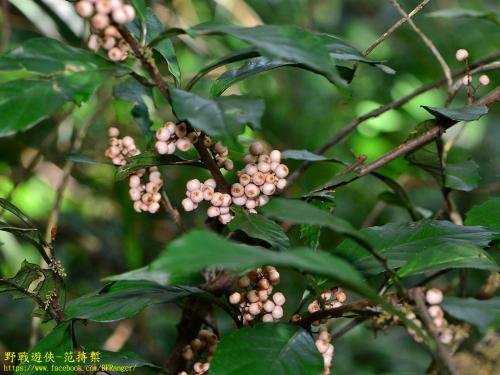 山桂花