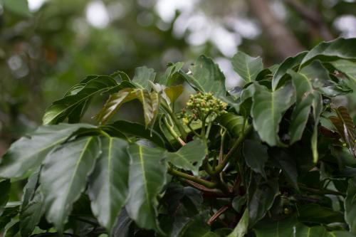 菲律賓火筒樹 菲律賓火筒樹