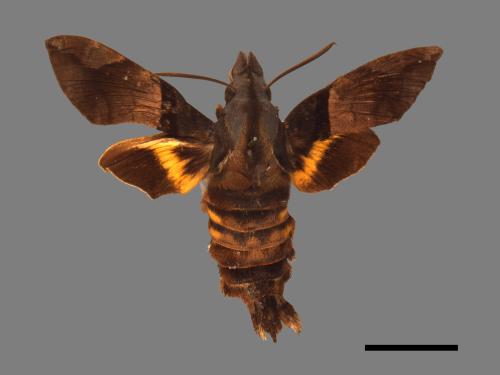 Macroglossum passalus[虎皮楠長喙天蛾][00016619]