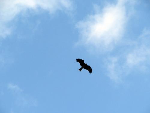 黑鳶