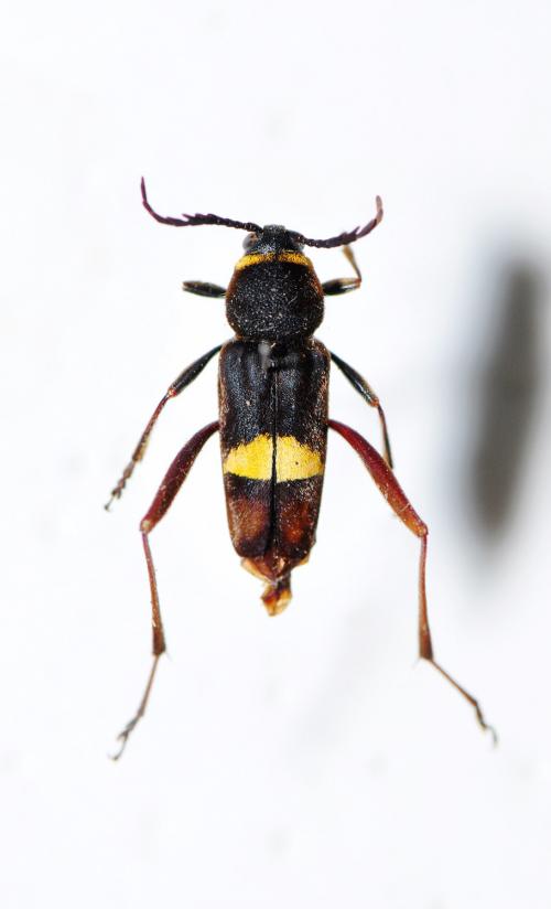 鋸角虎天牛 Xylotrechus serraticornis