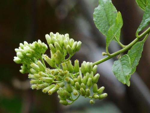 小舌菊