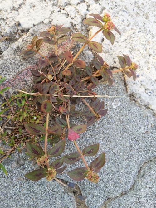 飛揚草 飛揚草