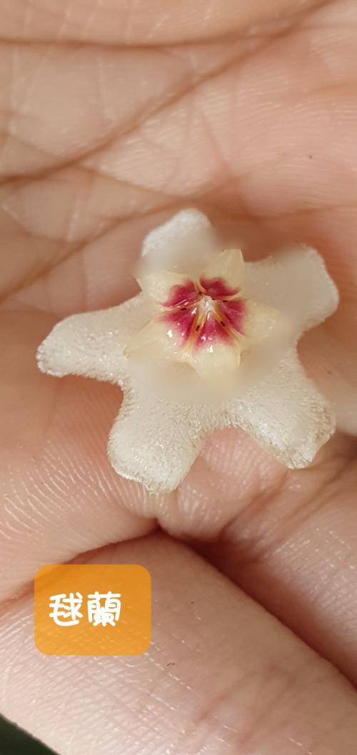 毬蘭