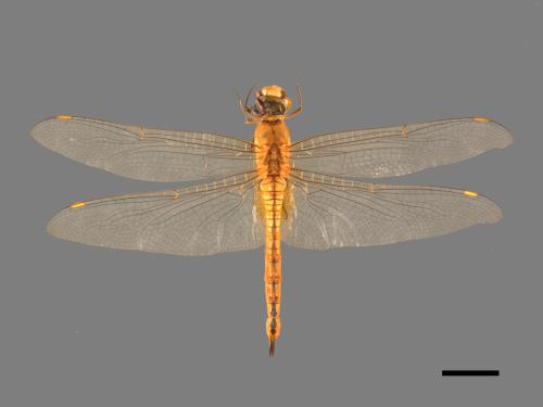 Pantala flavescens[薄翅蜻蜓][00103776]
