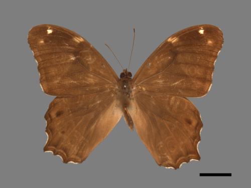 Lethe rohria daemoniaca[波紋玉帶蔭蝶][00015272]