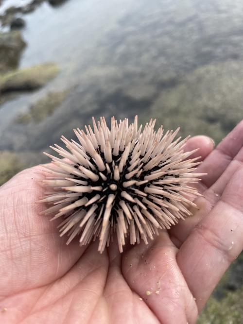 梅氏長海膽