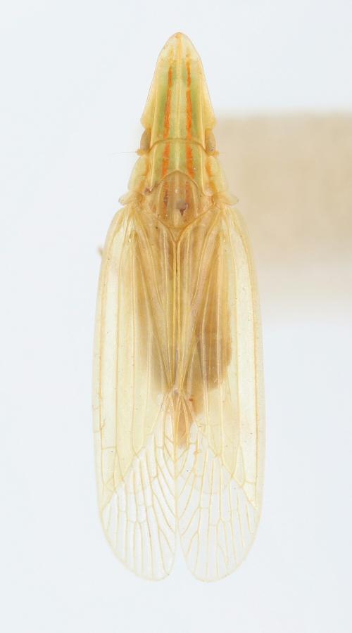 Ossoides lineatus