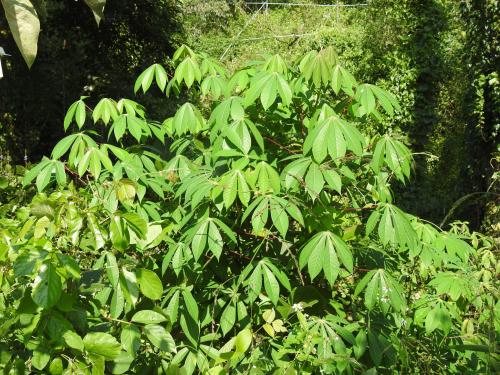 木薯 木薯