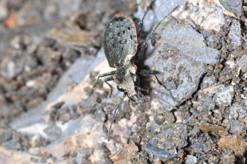 Paropisthius masuzoi_20110329_南投合歡山