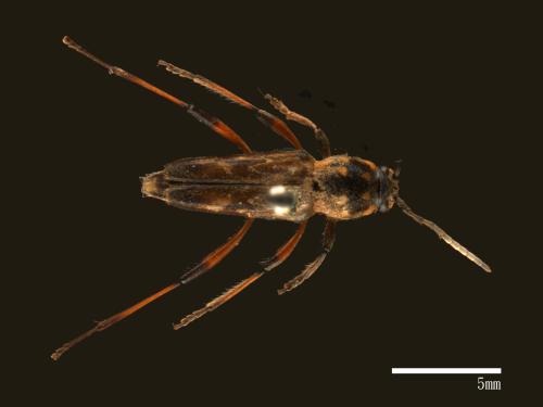 Xylotrechus grayii[胸斑虎天牛][00081093]