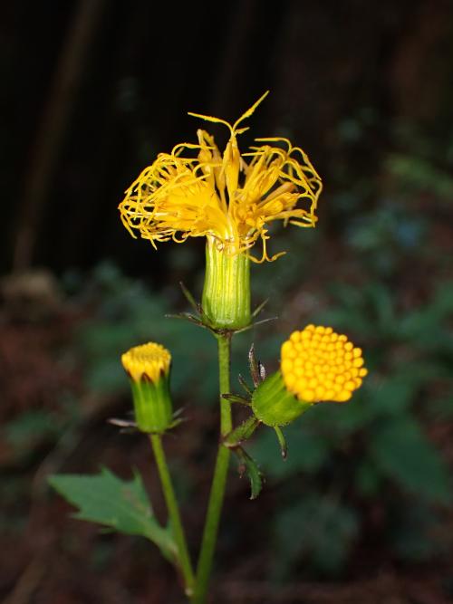 黃花三七草