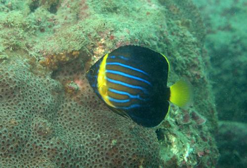 Chaetodontoplus septentrionalis@fishdb-media-9719 Chaetodontoplus septentrionalis@fishdb-media-9719