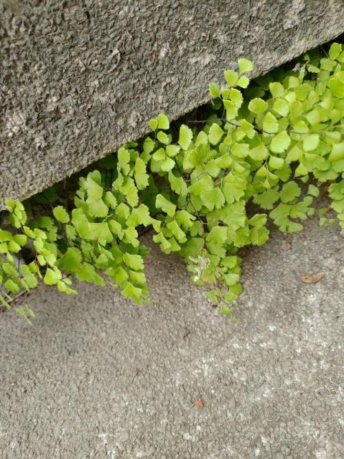 鐵線蕨 鐵線蕨